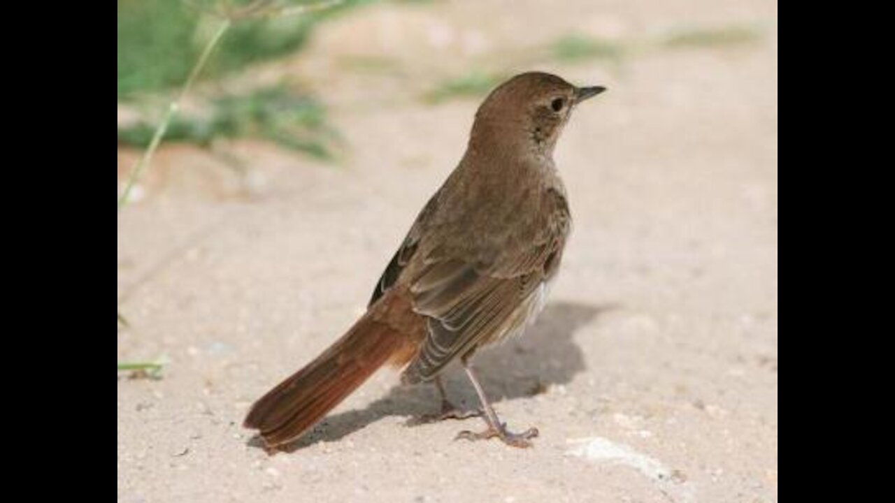 The beautiful sparrow is feeding