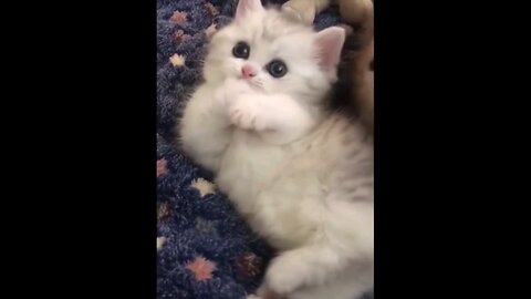 cute dogy funny video😍 !!Dog!!