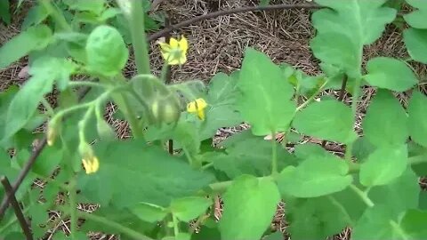 Organic gardening with goat manure