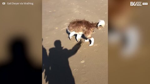 Cane tenta disperatamente di acchiappare un'ombra