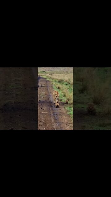 Troublesome Twins #shorts