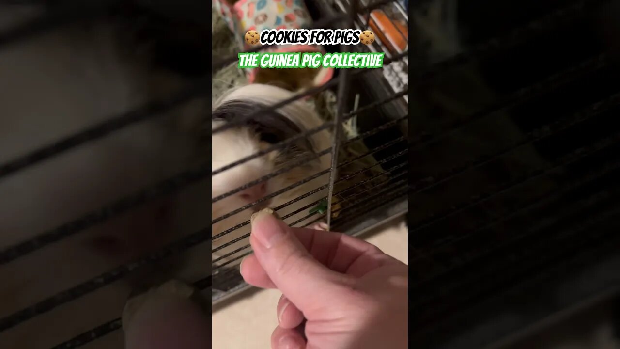 🍪Cookiees For Pigs🍪 The Guinea Pig Collective #channel #pets #guineapigshorts #guineapigseating