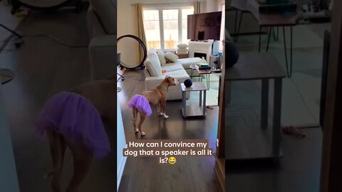 song Repeat she's still turning... Around 😜🤣 #shorts #funny #dog