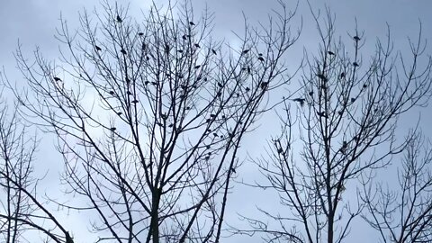 Birds Early In The Morning