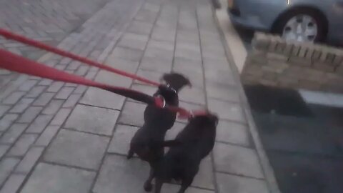 FEISTY FEMALE PATTEDALE BSL Obscura BITCH shifting weight vs traction fellterriers dogs BSL Estacado