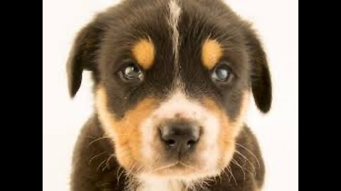 Funny animal videos🤣. Dogs, cats and more. Try not to 😆