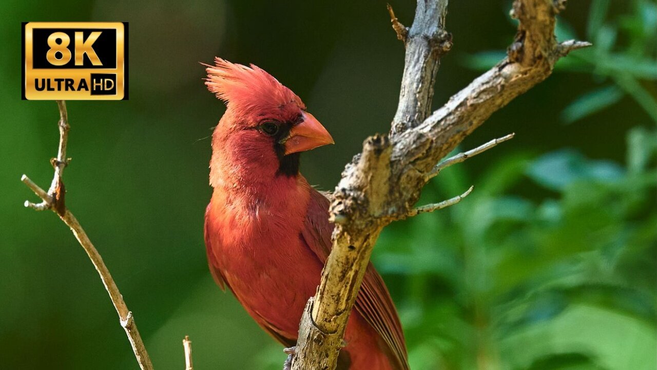 Around the world 8k birds video ultra hd