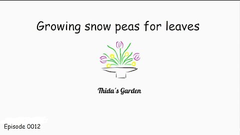 Growing snow peas for leaves