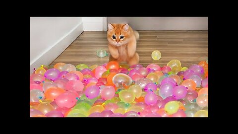 Baby Cats - Cute and Funny Cat Videos Compilation