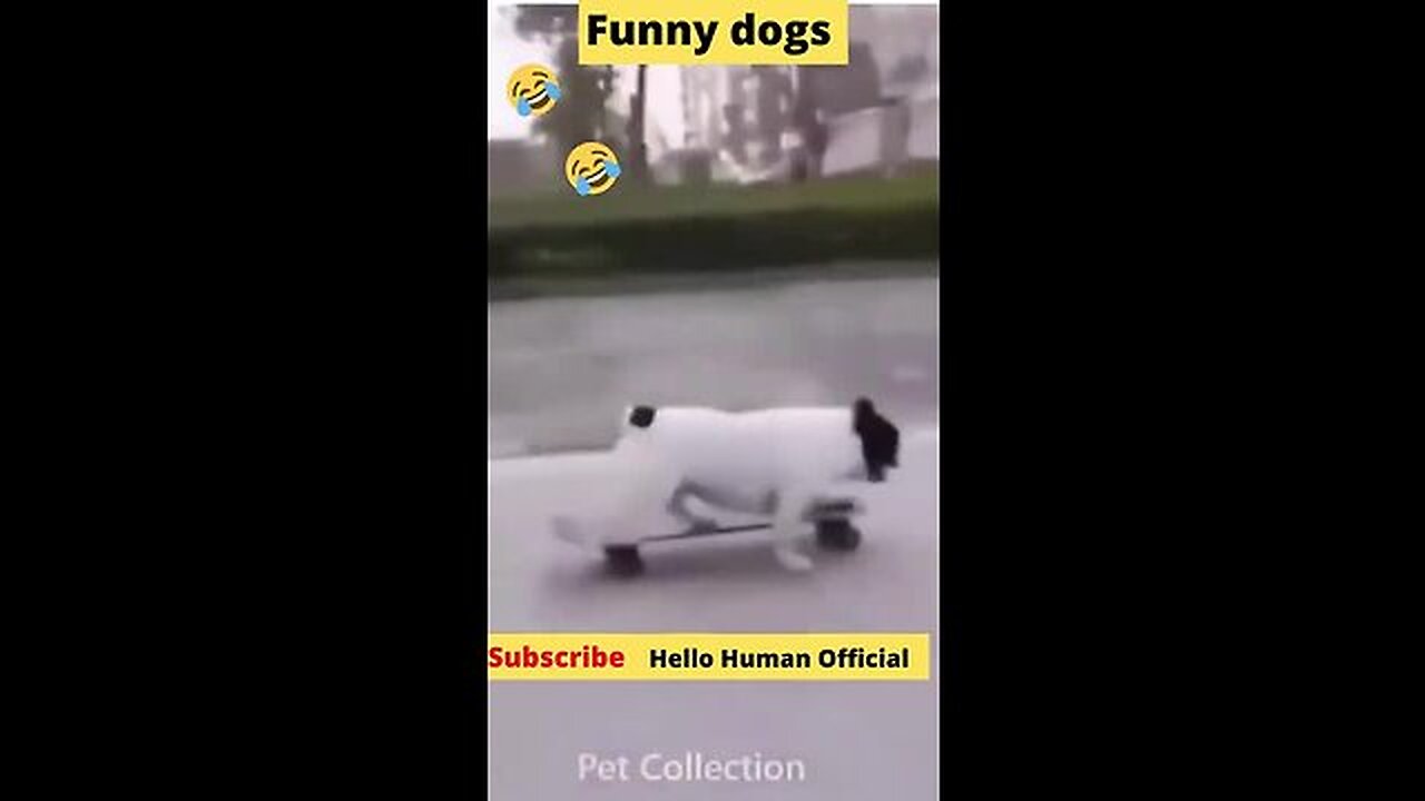 Cute And Funny puppies doing funny things Videos🤣Funny Animal Videos 2022🤣