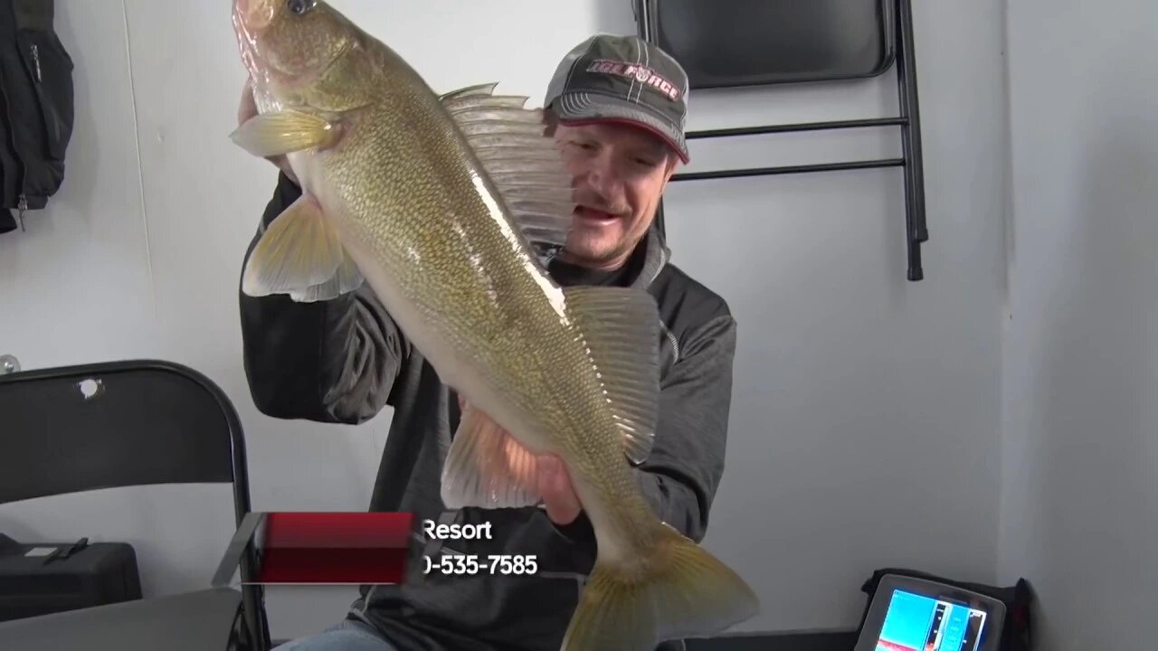 Walleye through the ice at Lake of the Woods