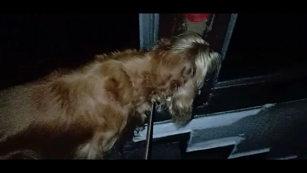 #dogshow , #animals , #dogs