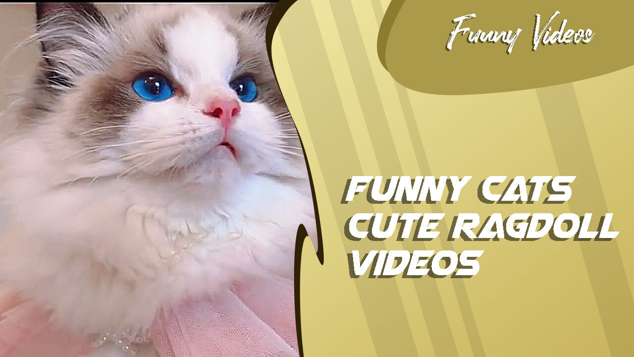 Funny Videos | Cute Ragdoll Cat Videos 😻 Funny Cats