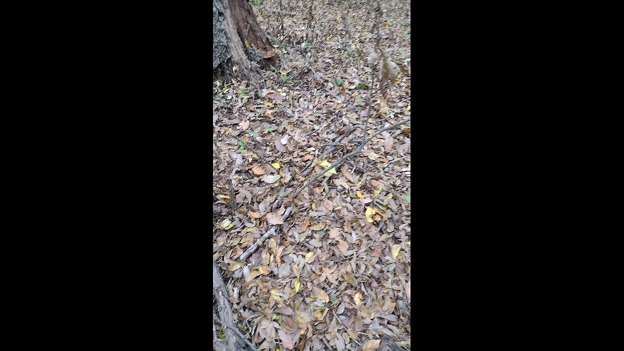 hen of the woods mushroom hunt