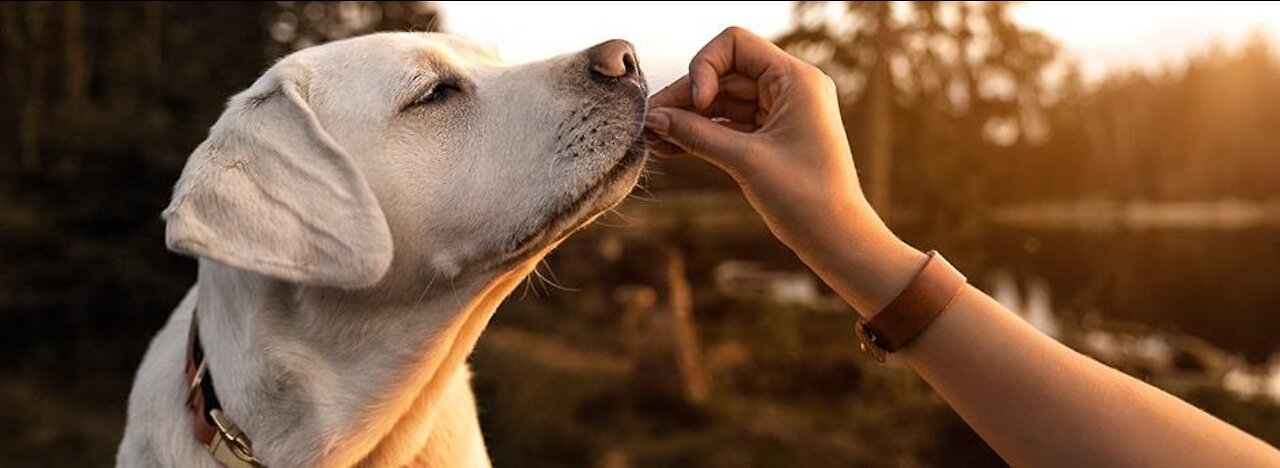 dogs training, turn your dog into a genius!!