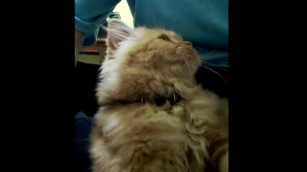 look how cute a sleepy cat is trying to sleep on his lap