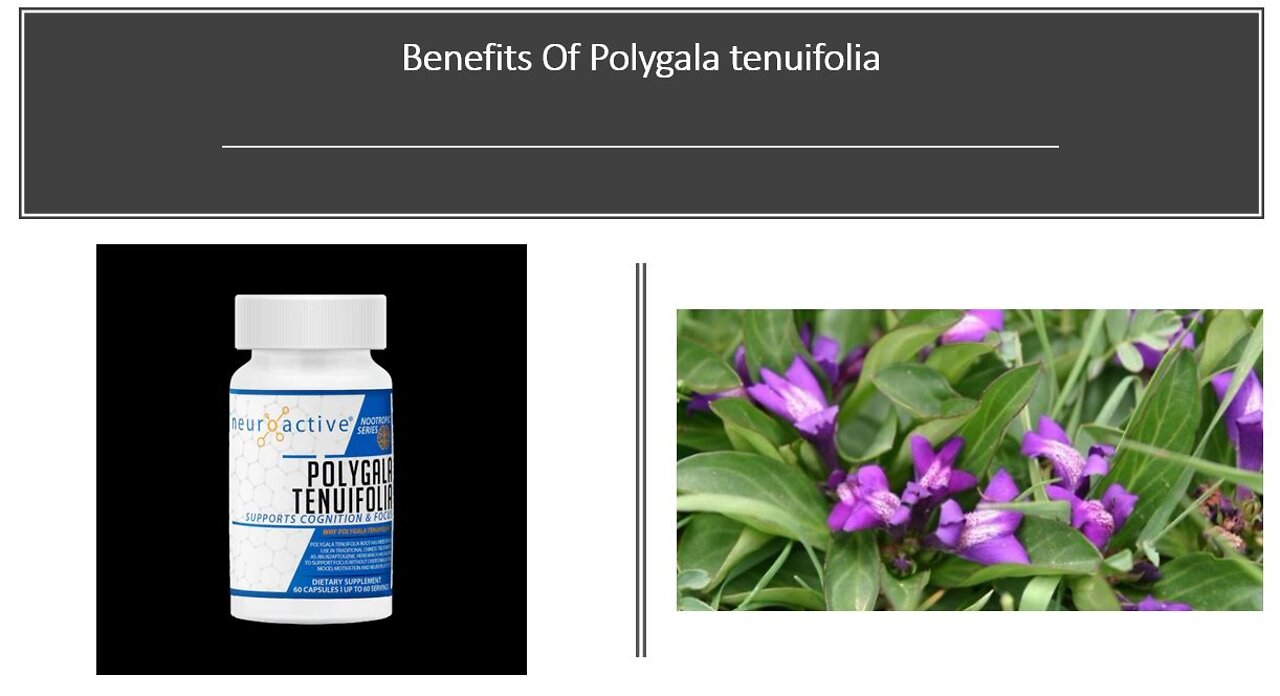 Polygala - Nootropic Brain Boosting, BDNF, NGF Benefits