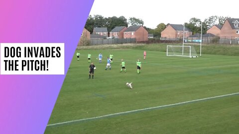 Game Stopped As Dog Invades The Pitch!
