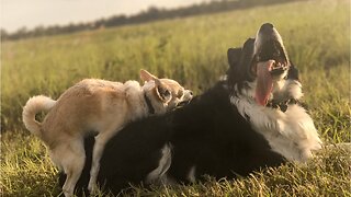 Signs Your Pets Are Friends