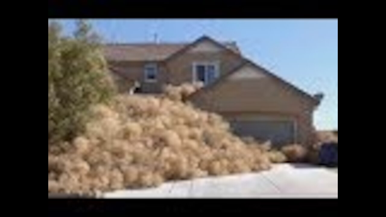 Tumbleweeds Take Over Town