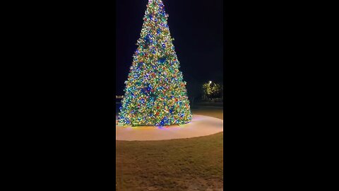 Livestream Highlights | Veterans’ Community Park Christmas Tree Puppy Walk