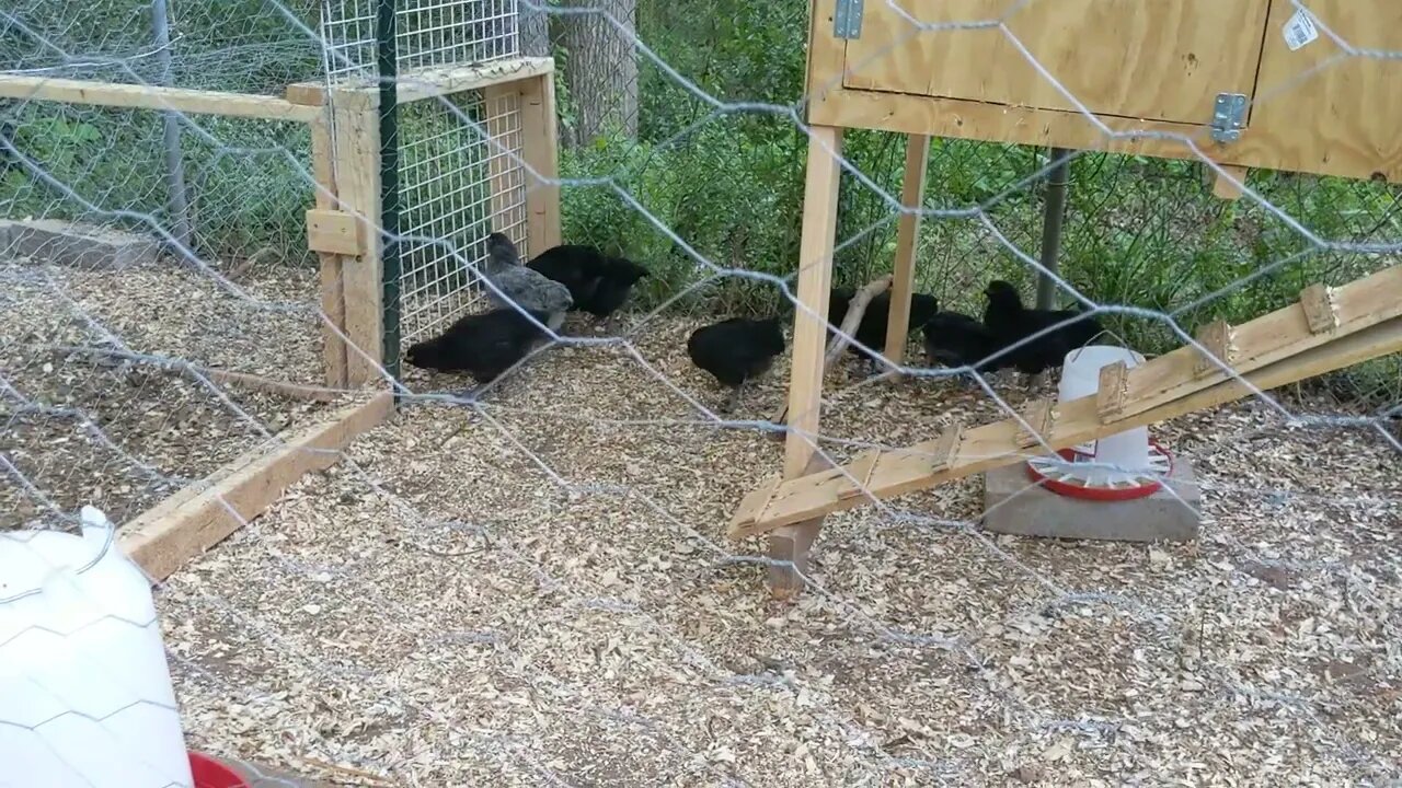 Chicks and Hens Finally Meet, Wrap Up, Part 3