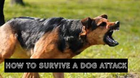 How to survive a dog attack. How to defend yourself from a dog attacking you