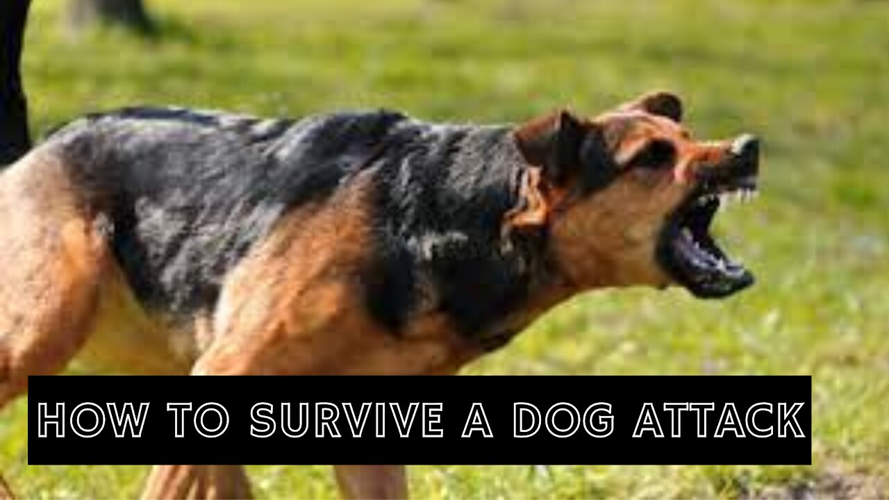 How to survive a dog attack. How to defend yourself from a dog attacking you