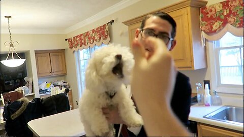 Can my Dog Catch?
