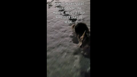 When your dog is to lazy in the winter