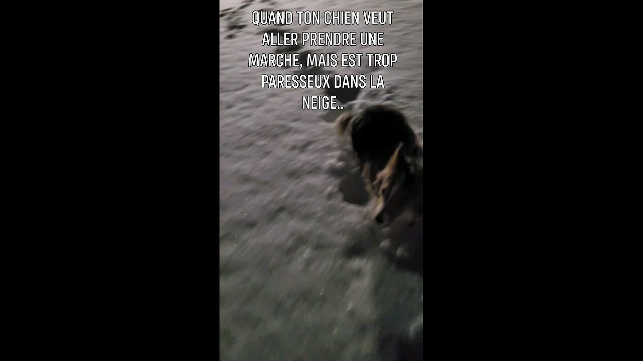 When your dog is to lazy in the winter