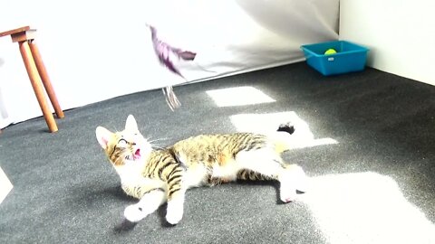 Kitten Rudolph Plays with Feather Toy