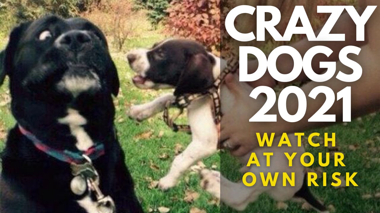 CRAZIEST & ADORABLE Dogs of 2021 - Watch at your own Risk!!