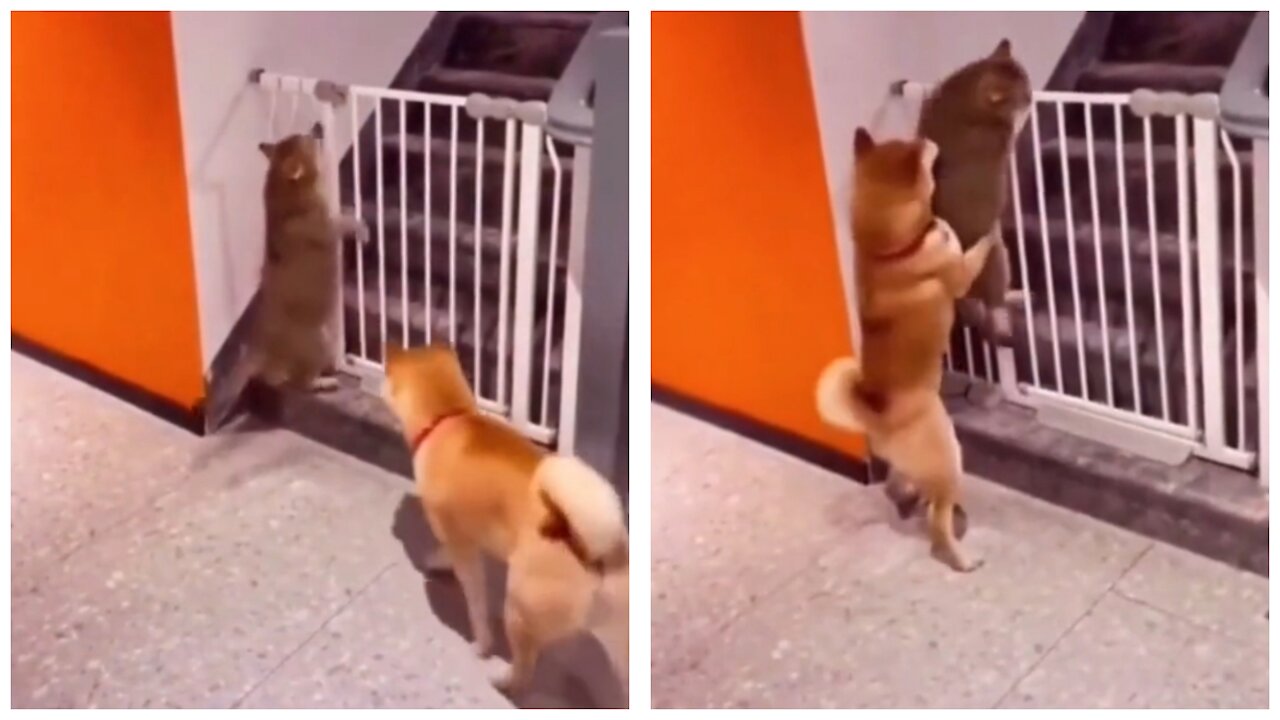 the dog helps the cat climb the railing