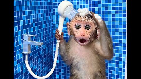 Monkey in Bathroom