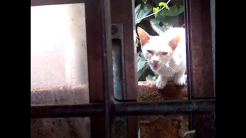 stray cat always come during lunch time and ask for food in his own way