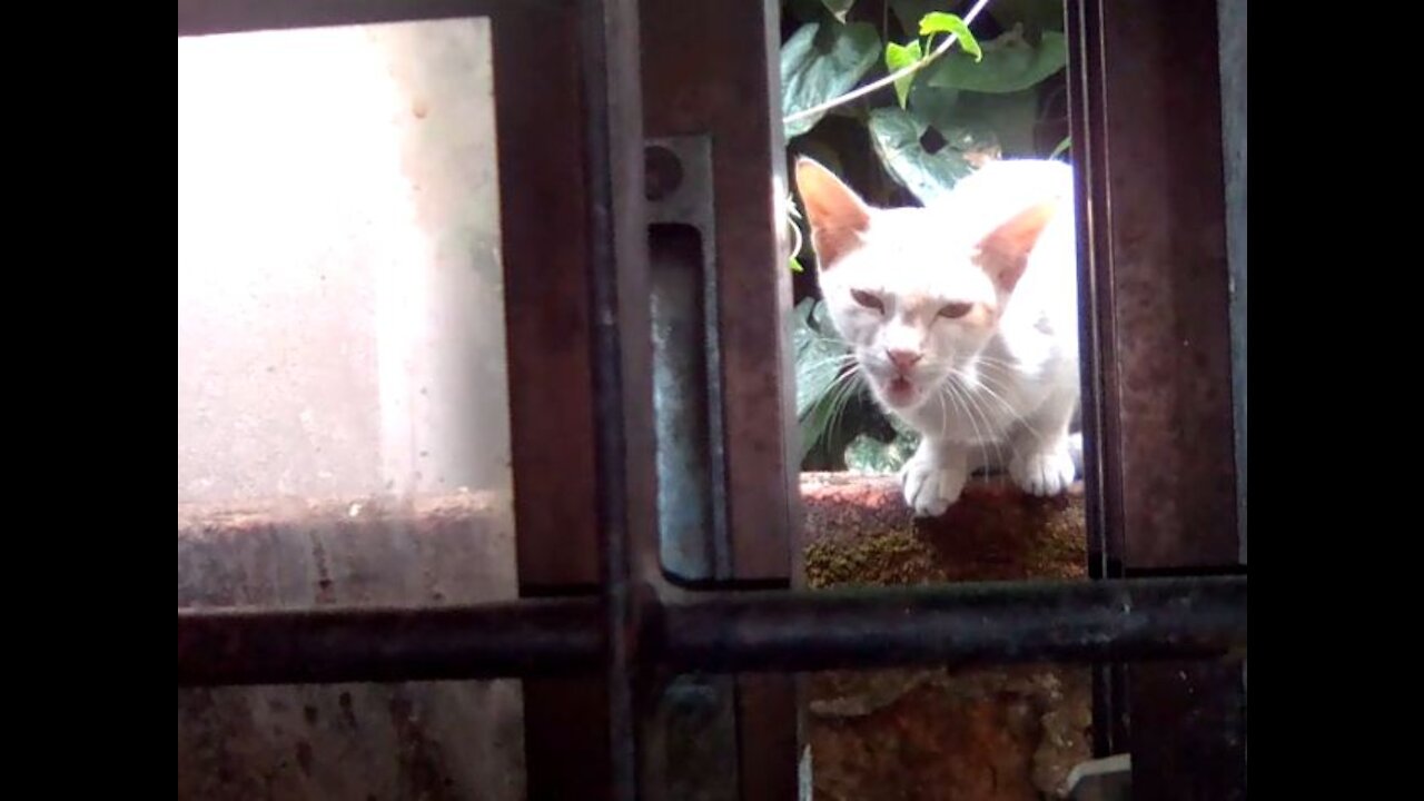 stray cat always come during lunch time and ask for food in his own way