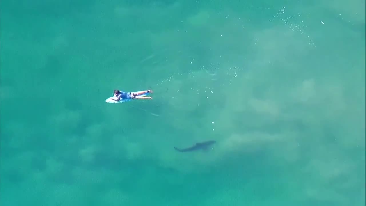 Surfers encounter sharks off La Jolla coast