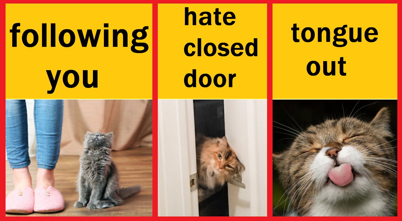 The meaning behind 8 Strange Cat Behaviors