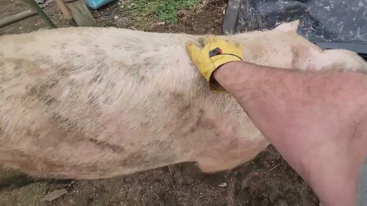 Cleaning pig enclosure and testing the concrete floor