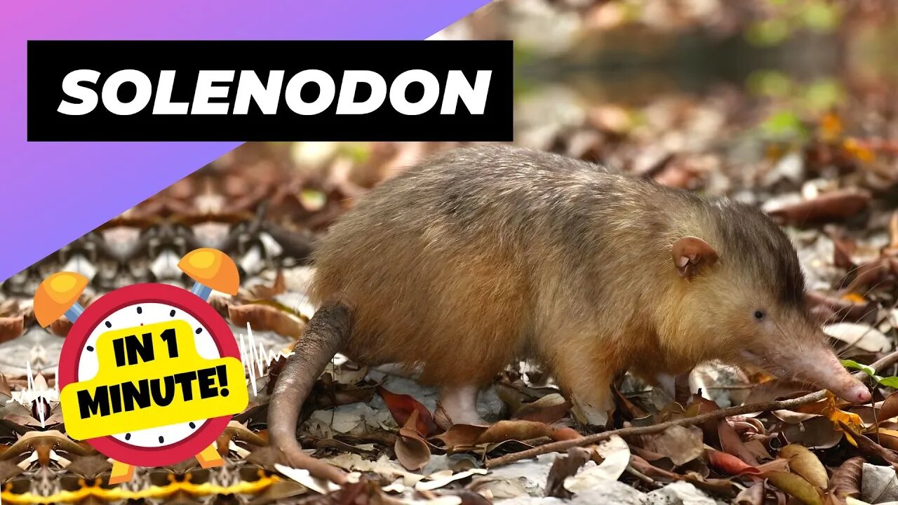 Solenodon - In 1 Minute! 🐀 One Of The Cutest And Exotic Animals In The World | 1 Minute Animals