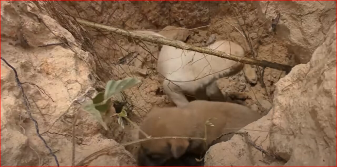 Rescue Abandoned Puppies Building Mud House Dog And Fish Pond For Red Fish