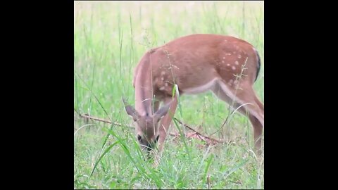 deer in a field