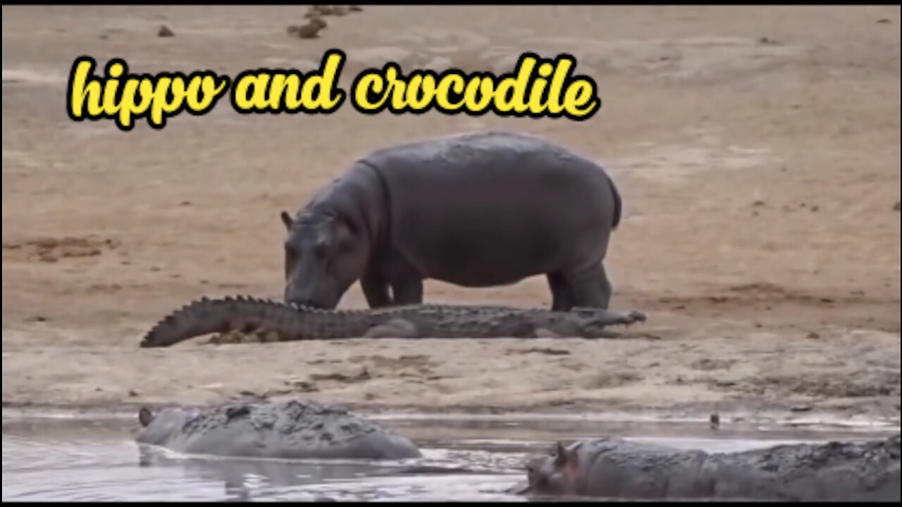 Hippo and crocodile