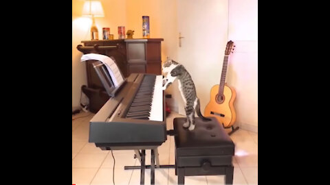 FUNNIEST CATS ON EARTH