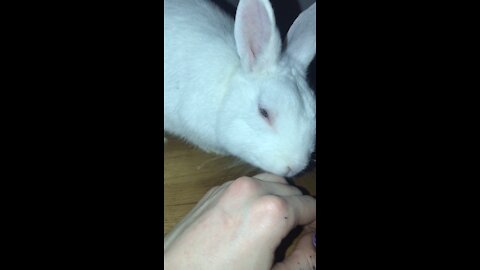 Bunny kisses