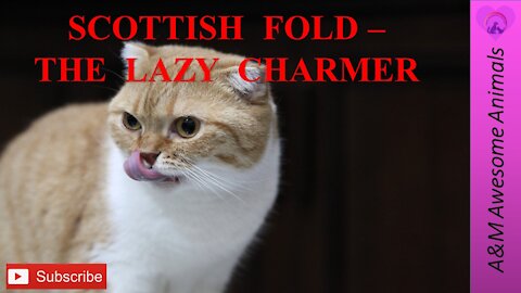 Scottish Fold - The Lazy Charmer