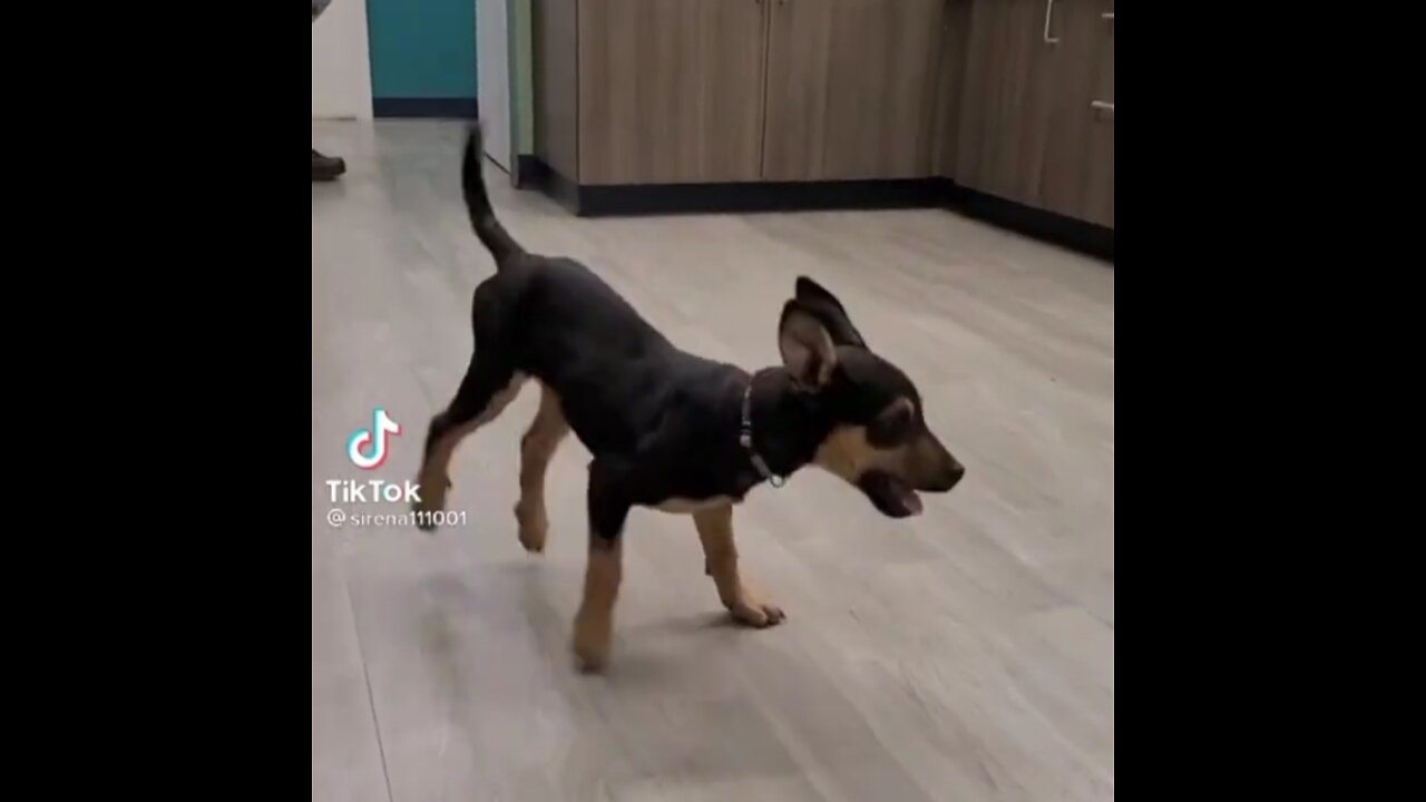 Happy dog | TIKTOK