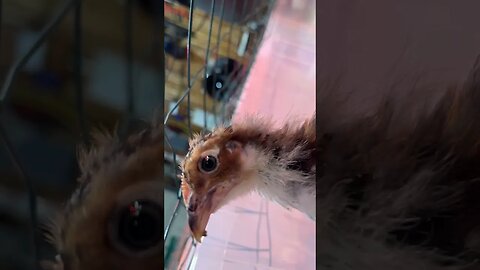 Little Chicks Discover Camera!