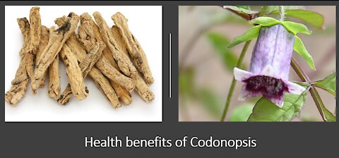 Codonopsis - Poor Mans Ginseng - Benefits